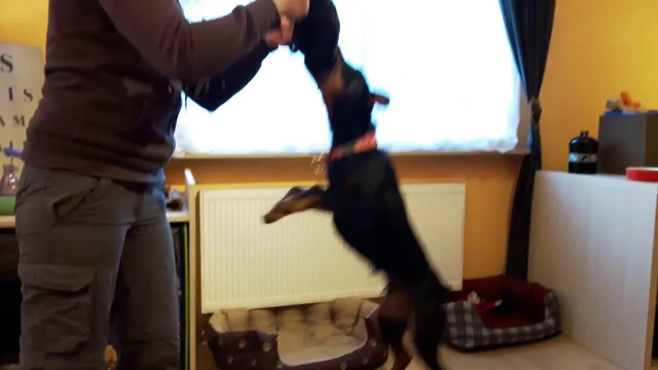 German Hunting Terrier - Playing