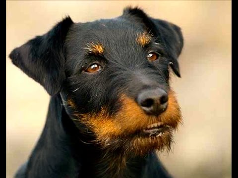 German Hunting Terrier (Deutscher Jagdterrier)