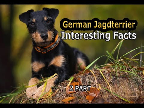 German Jagdterrier | Interesting facts about the breed.2 part