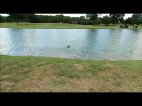 German Jagdterrier: Alli-12weeks old-Retrieves