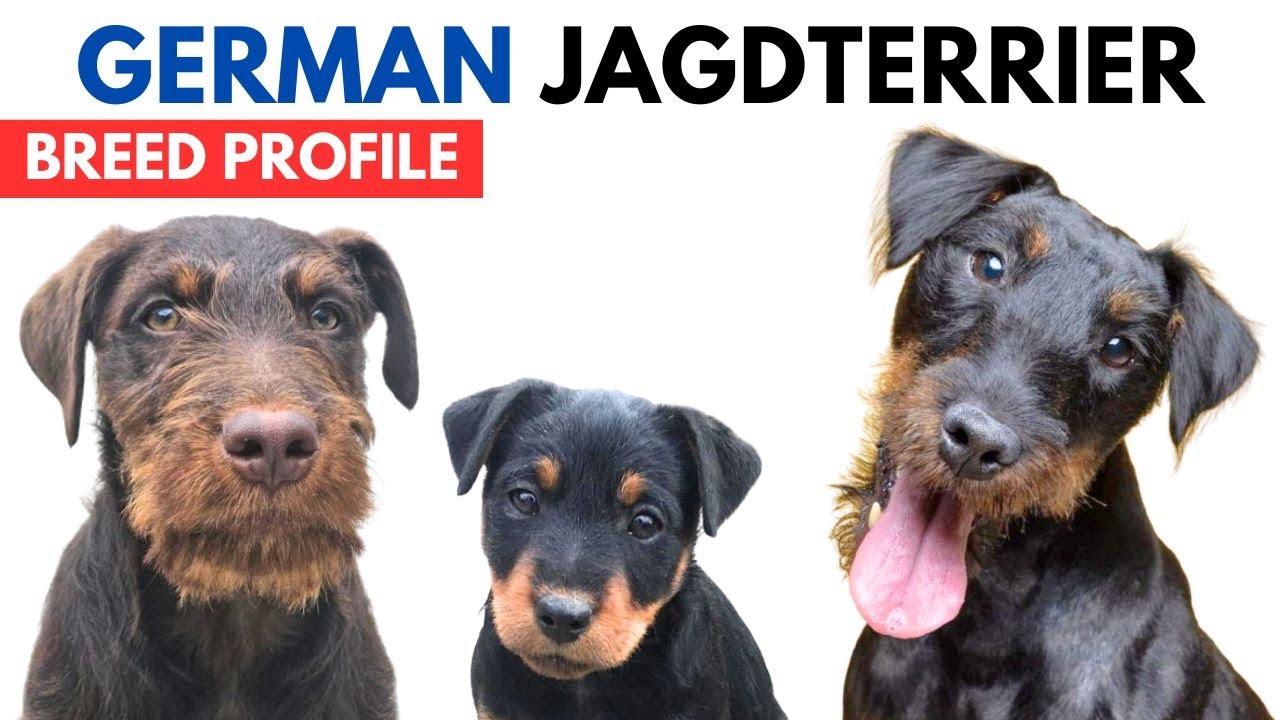 German Jagdterrier Breed Profile History - Price - Traits - Deutscher Jagdterrier Grooming Needs