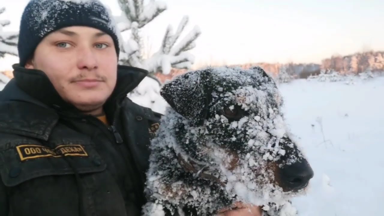 German Jagdterrier in winter in the cold -35 degrees.