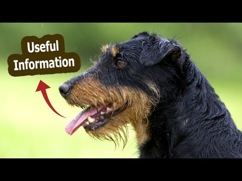 German jagdterrier interesting facts.