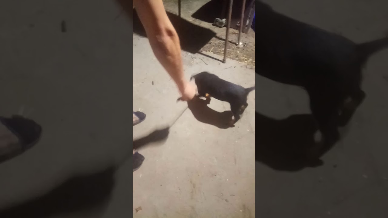 «German Jagdterrier»