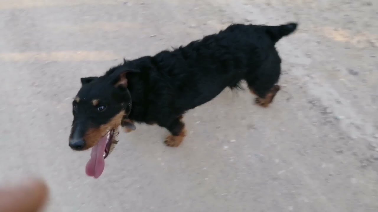 german jagdterrier on a walk | jagdterrier in action