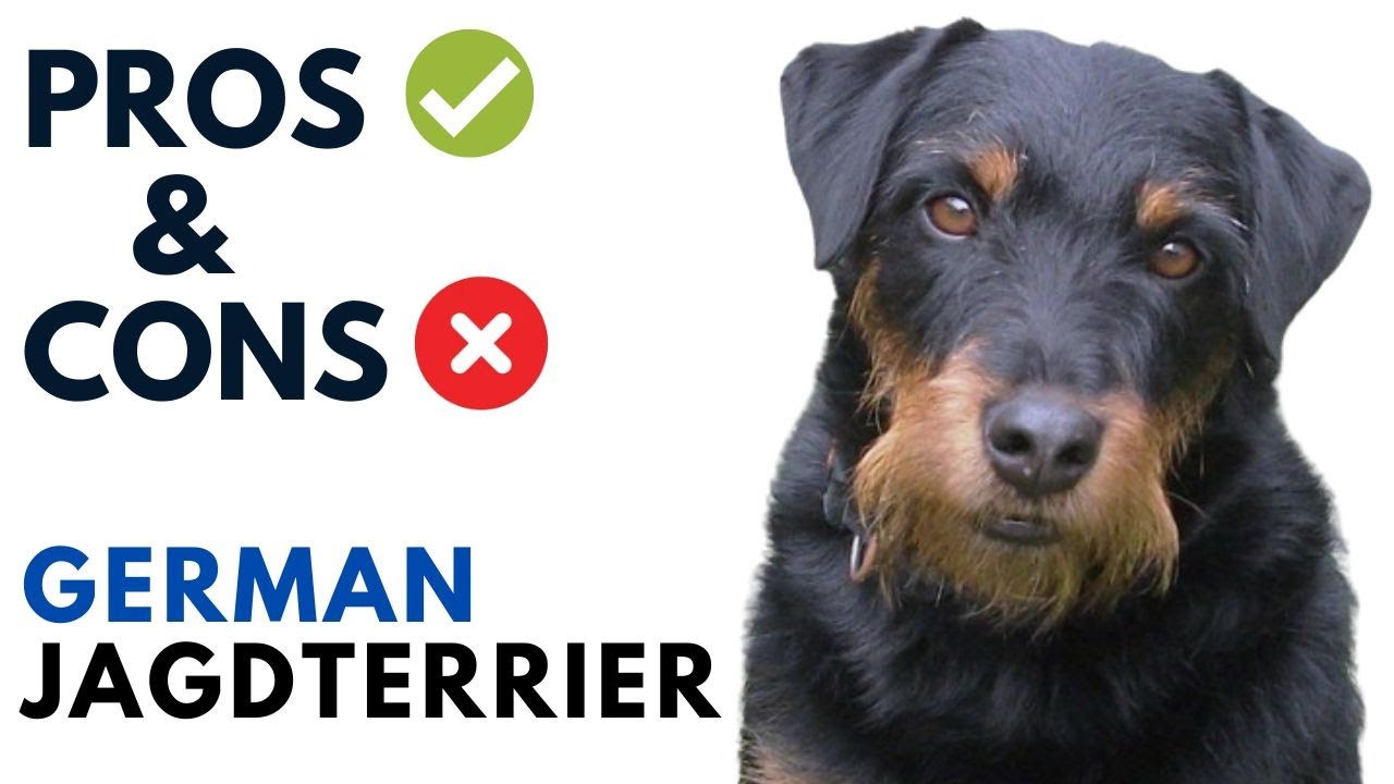 German Jagdterrier Pros and Cons | German Hunt Terrier Advantages and Disadvantages