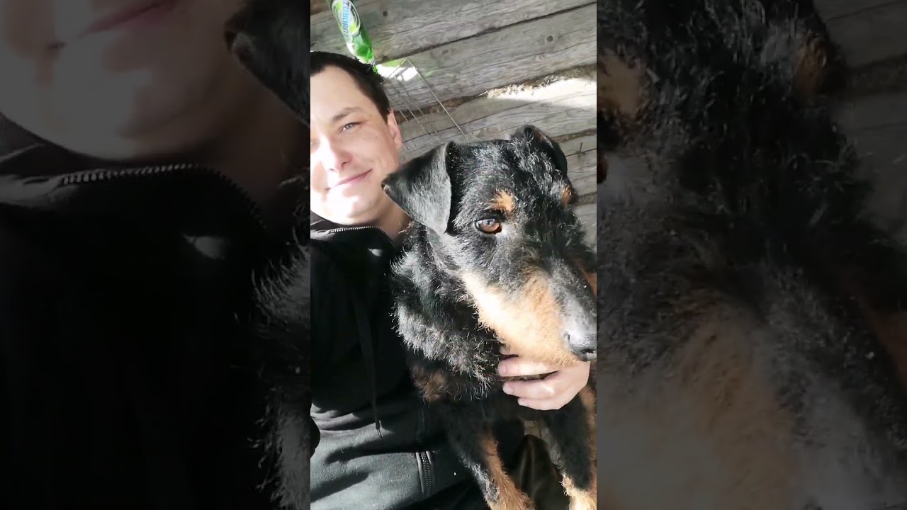 German Jagdterrier the best friend 🥰🥰🥰