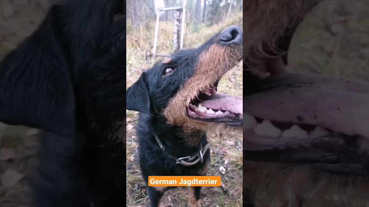 German Jagdterrier video