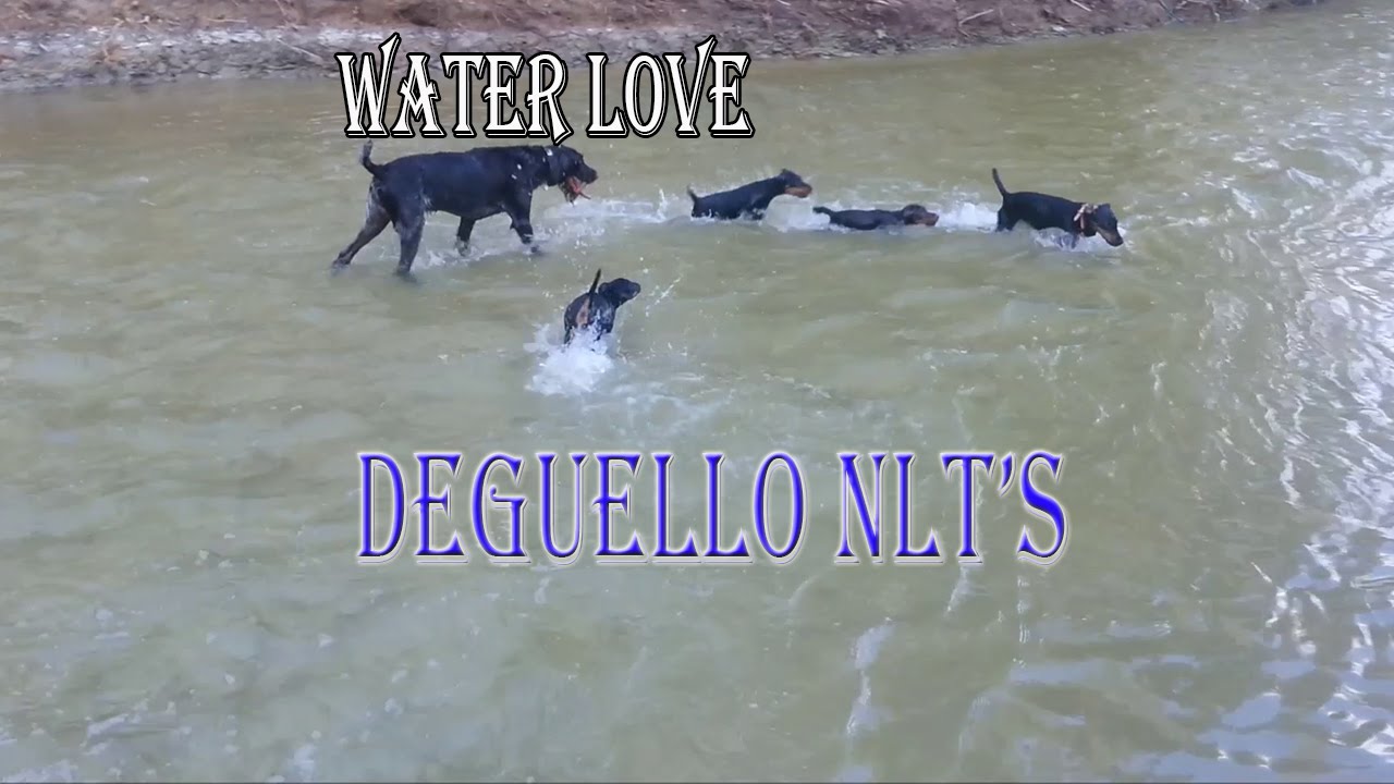 German Jagdterrier's pups playing in the creek