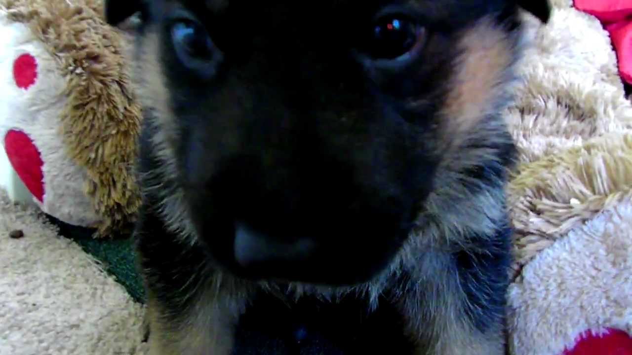 German Shepherd Puppy Licks Camera