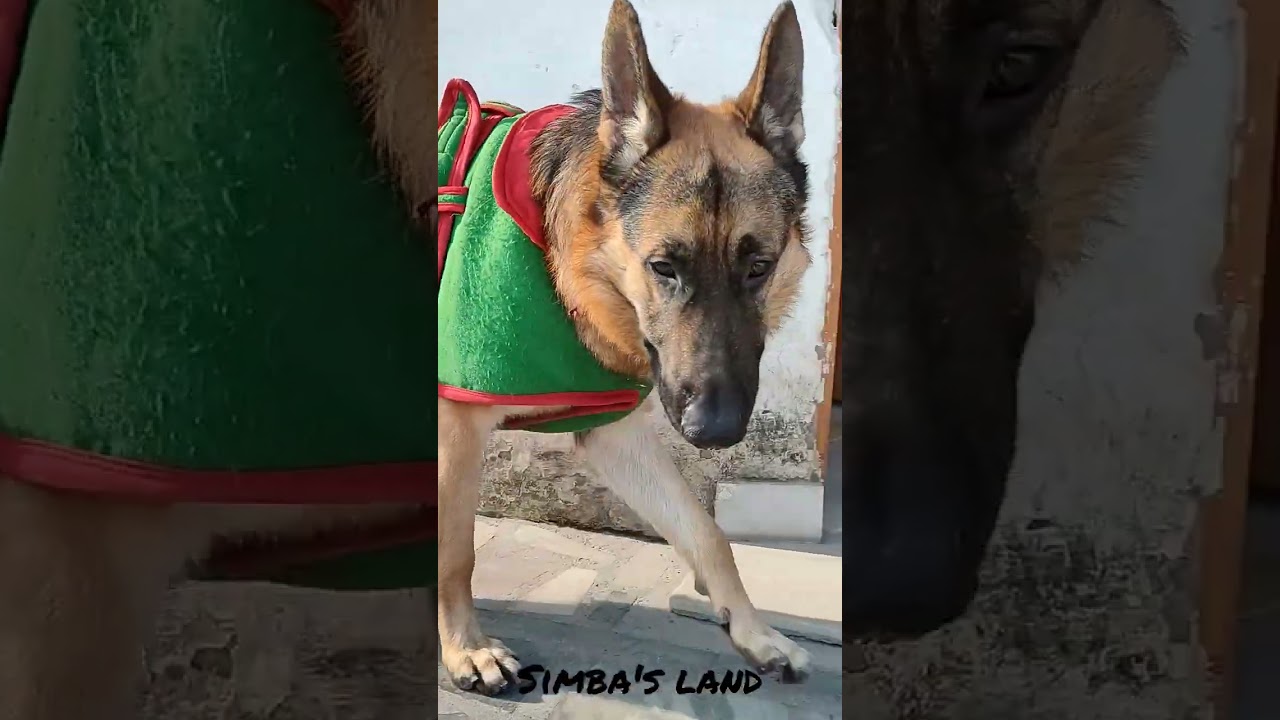 German Shepherd sniffing all around🐕