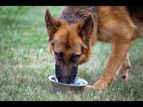 German Shepherd Vore Audio (DOG VORE)