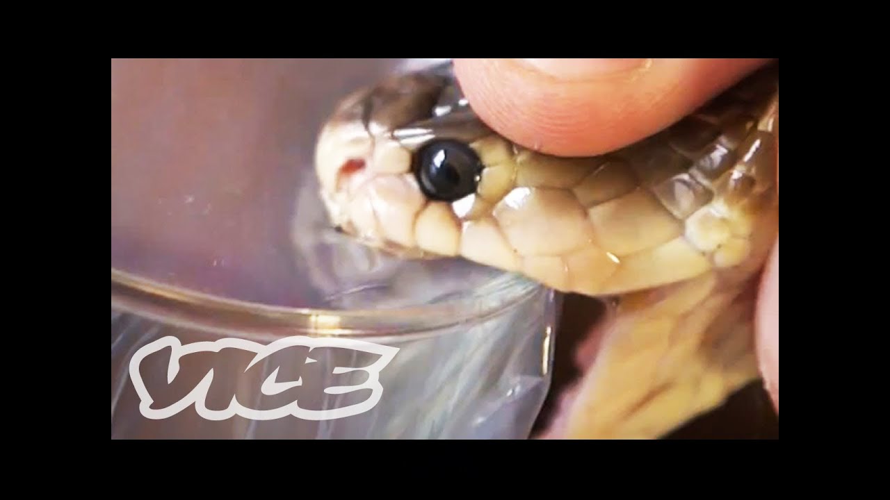 Getting High Injecting Snake Venom