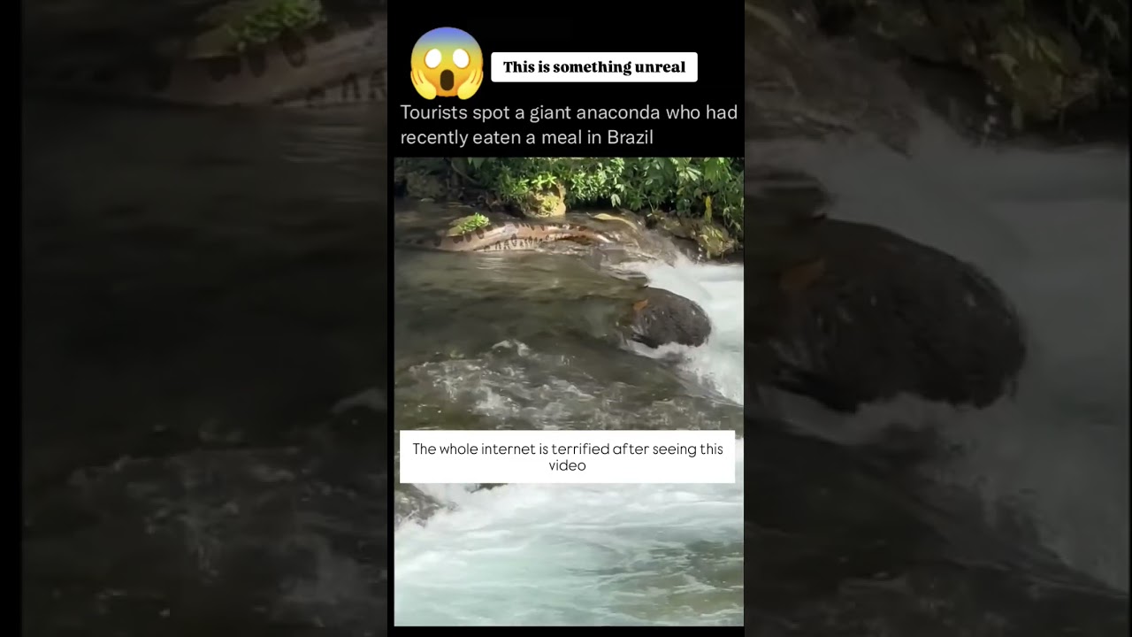 Giant Anaconda seen in Brazil 😱 | Shocking video captured #anaconda #brazil #amazonforest #shorts