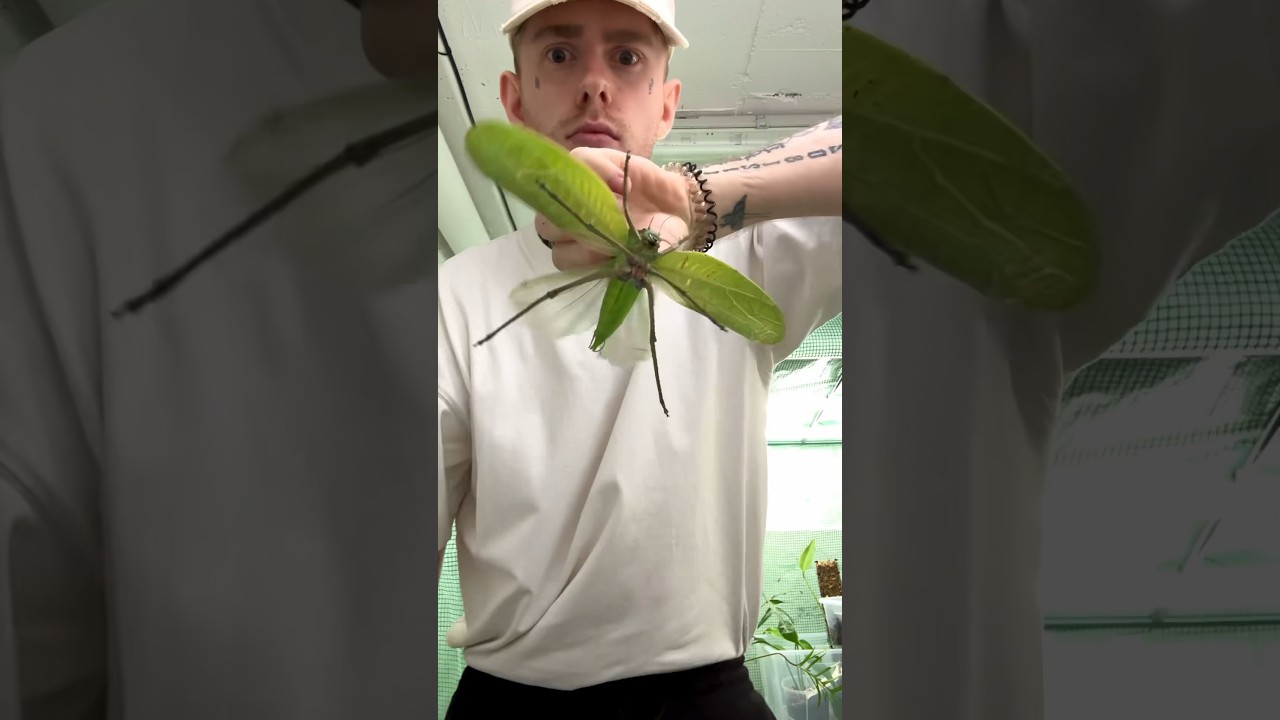 Giant Bugs Part 1