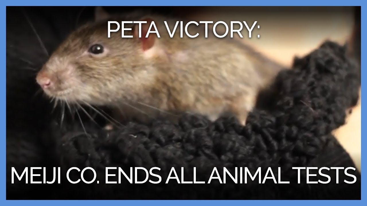 Giant Candy Company Ends Animal Tests