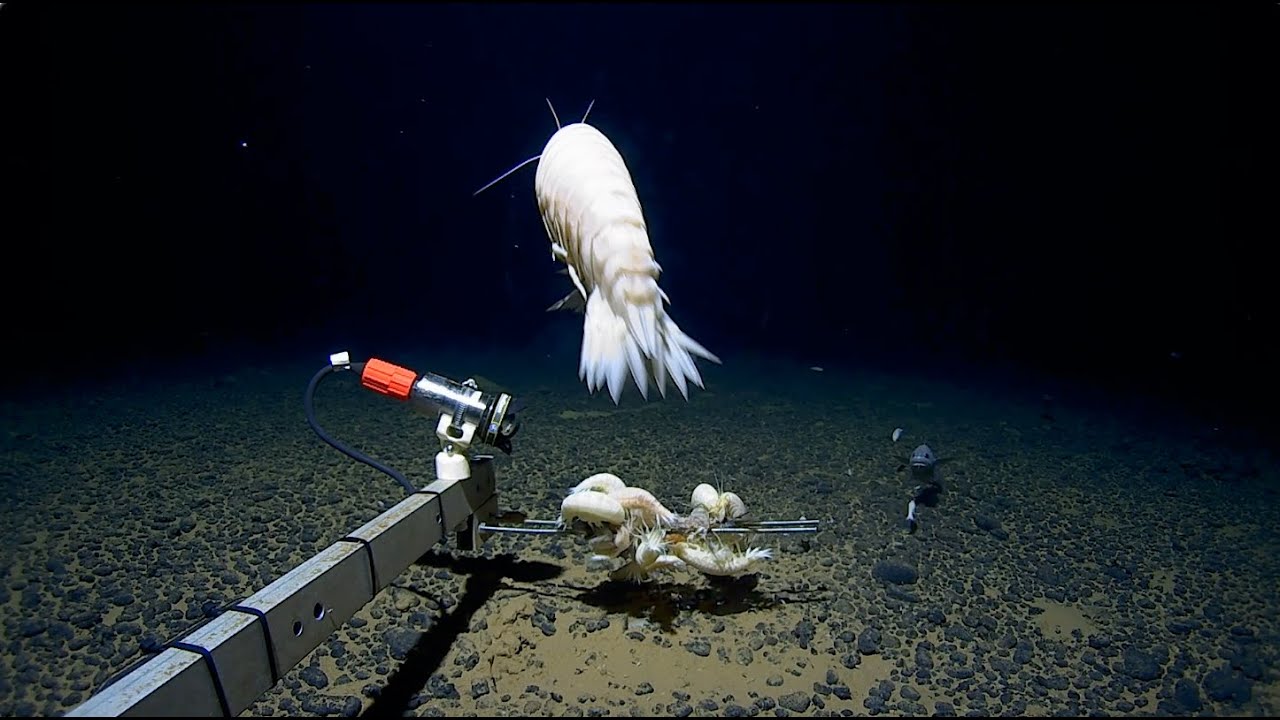 Giant Discovery in the Tonga Trench