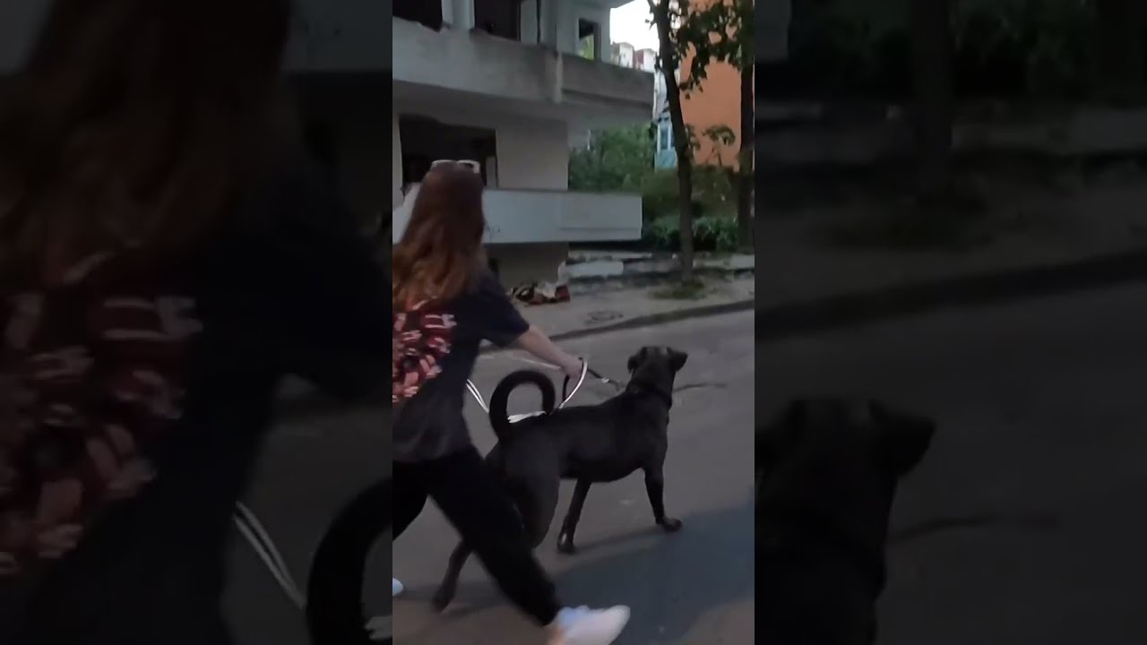 Giant Dog Blows Woman
