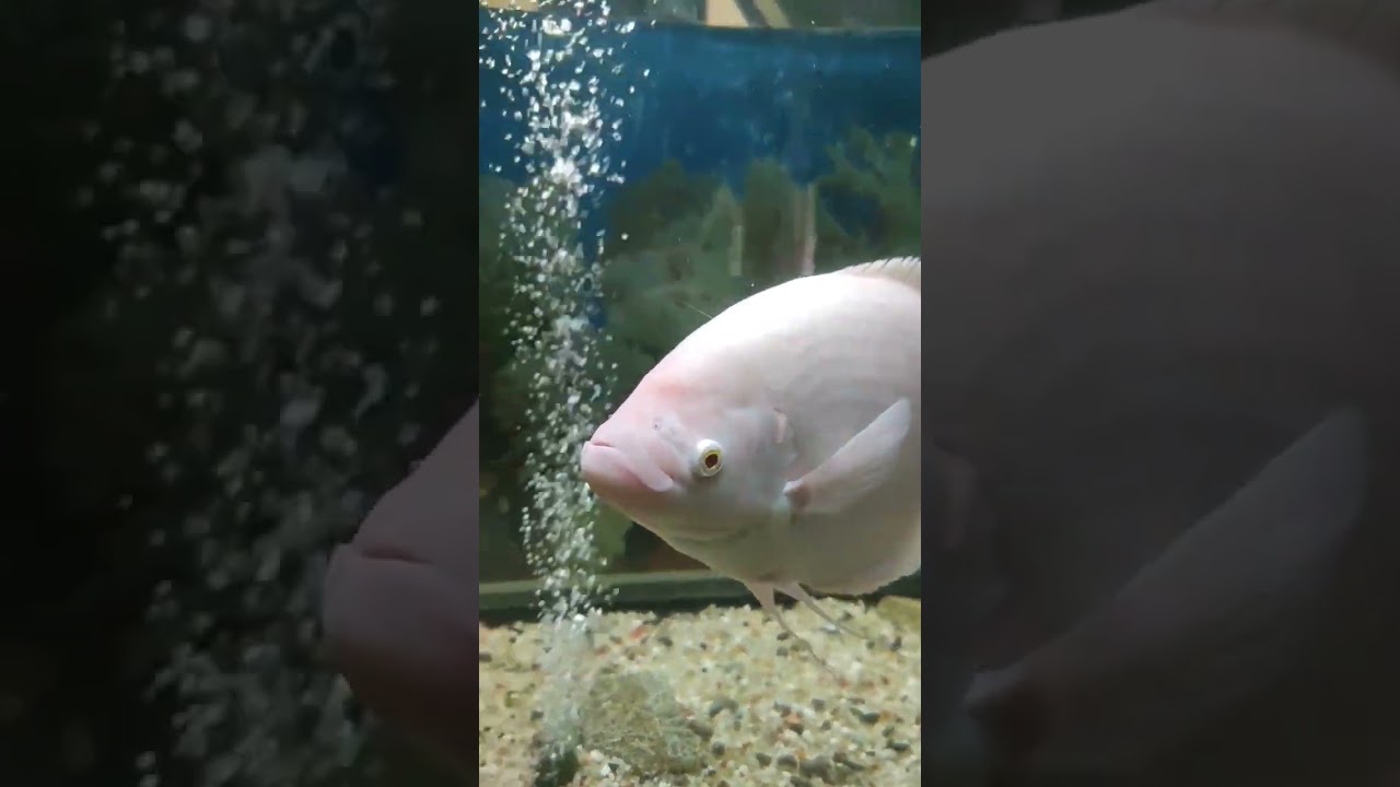 Giant gourami fish #aquarium #gourami #pets #petfish #fish #model #song