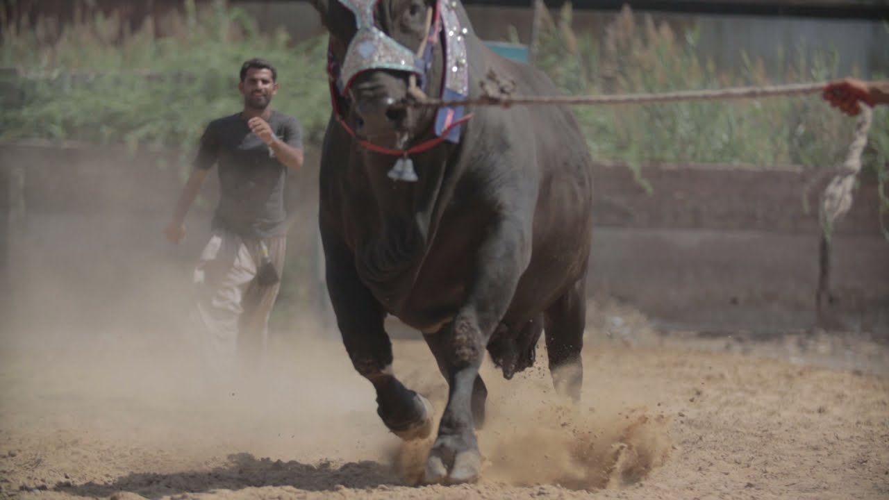 GIANT JET BLACK Qurbani Bull RUNNING Shot Filmed by Canon M50 at Puri Cattle Farm Animals Stock