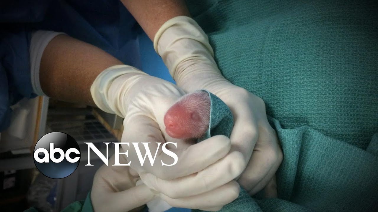 Giant Panda Mei Xiang's Babies Doing Well During 'Critical' Period