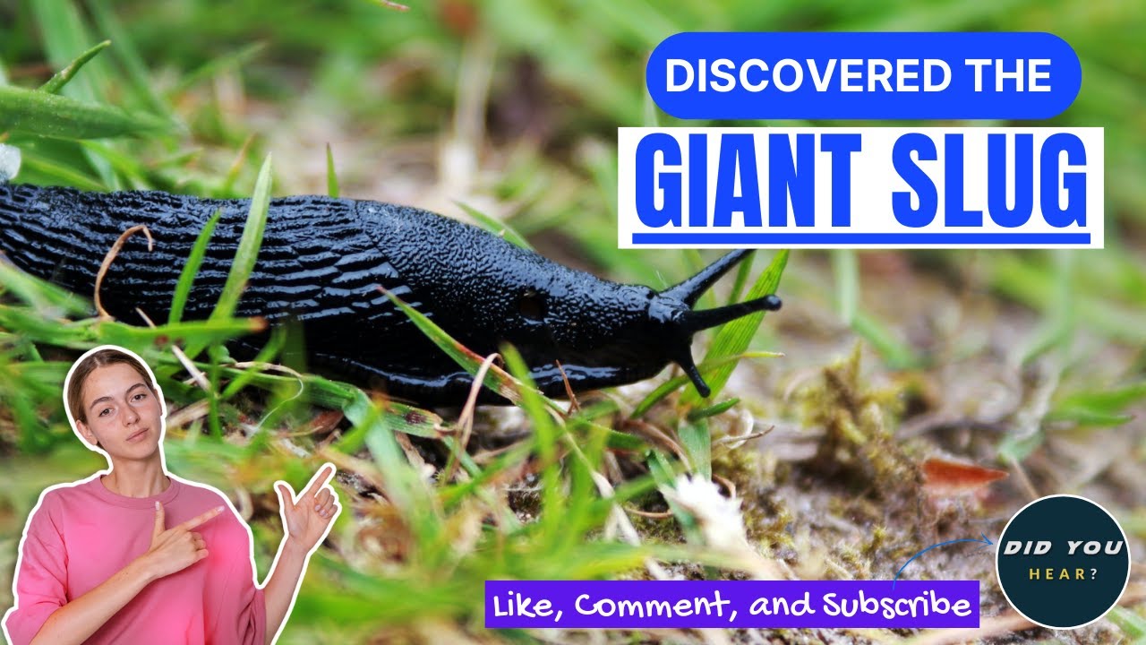GIANT SLUG - Scientists discovered the biggest slug ever!