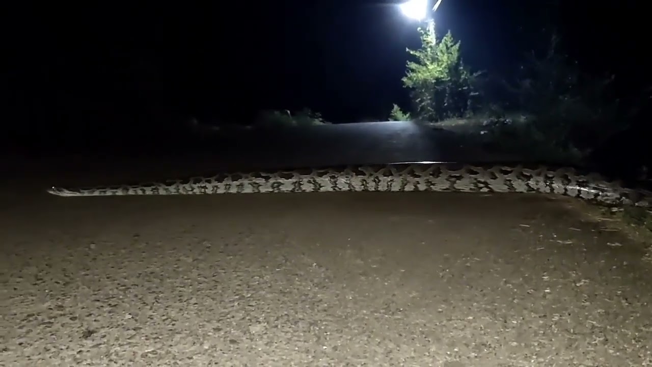 Giant Snake | Indian Stone Python | Viral Video