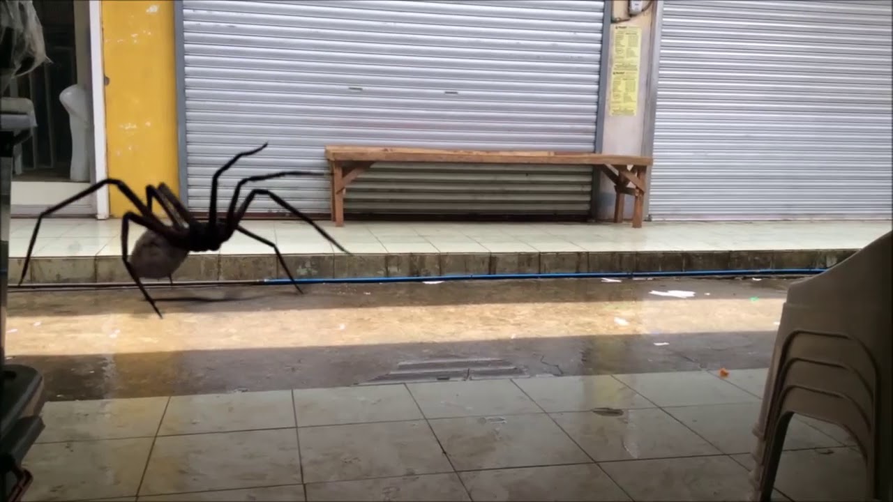 Giant Spider