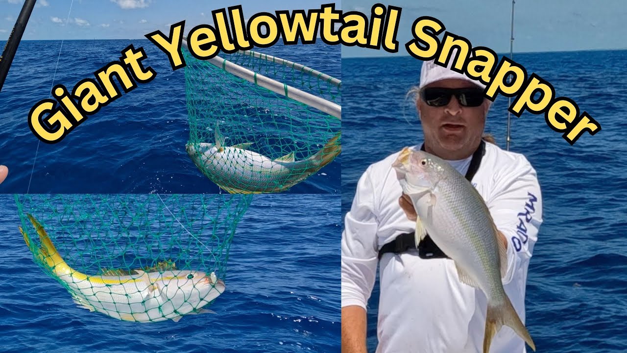 Giant Yellowtail Snapper, How To Master The Art Of Reef Fishing In The Florida Keys.