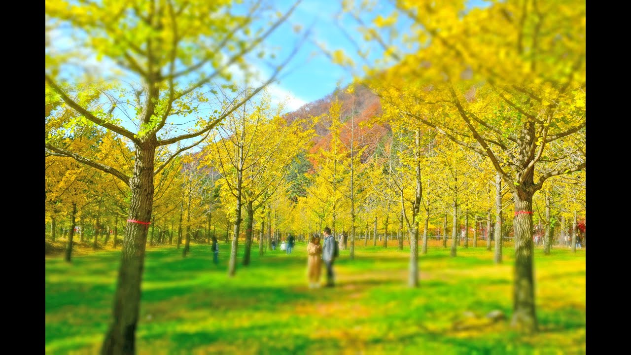Ginkgo Forest in Hongcheon: A Fall Foliage Highlight in October