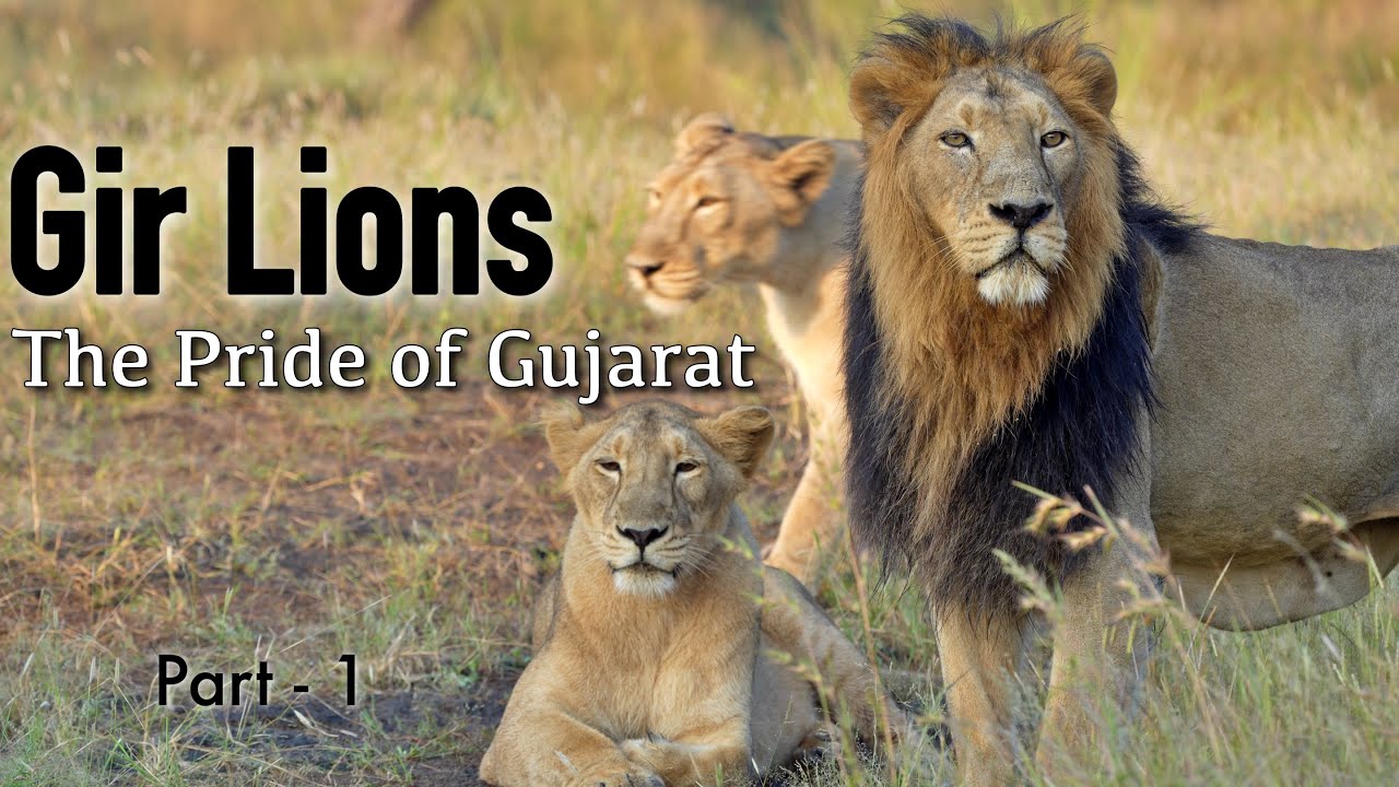 Gir Lions: The Pride of Gujarat | Part 1