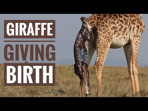 Giraffe giving birth