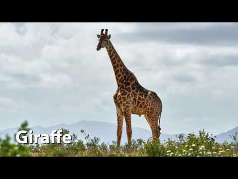 Giraffe Sounds