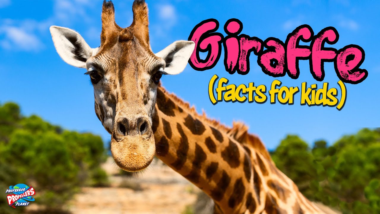 Giraffes For Kids - 10 facts about the world’s tallest animal