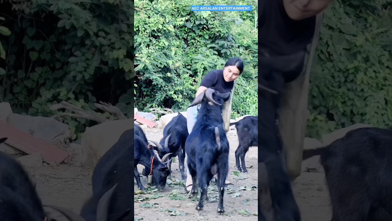 Girl Riding onher Goat 3#youtubeshorts #shortvideo #ytshorts #viral #shorts #short #goat #viralshort