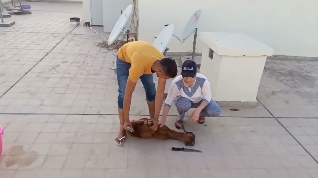 girl slaughtering a sheep