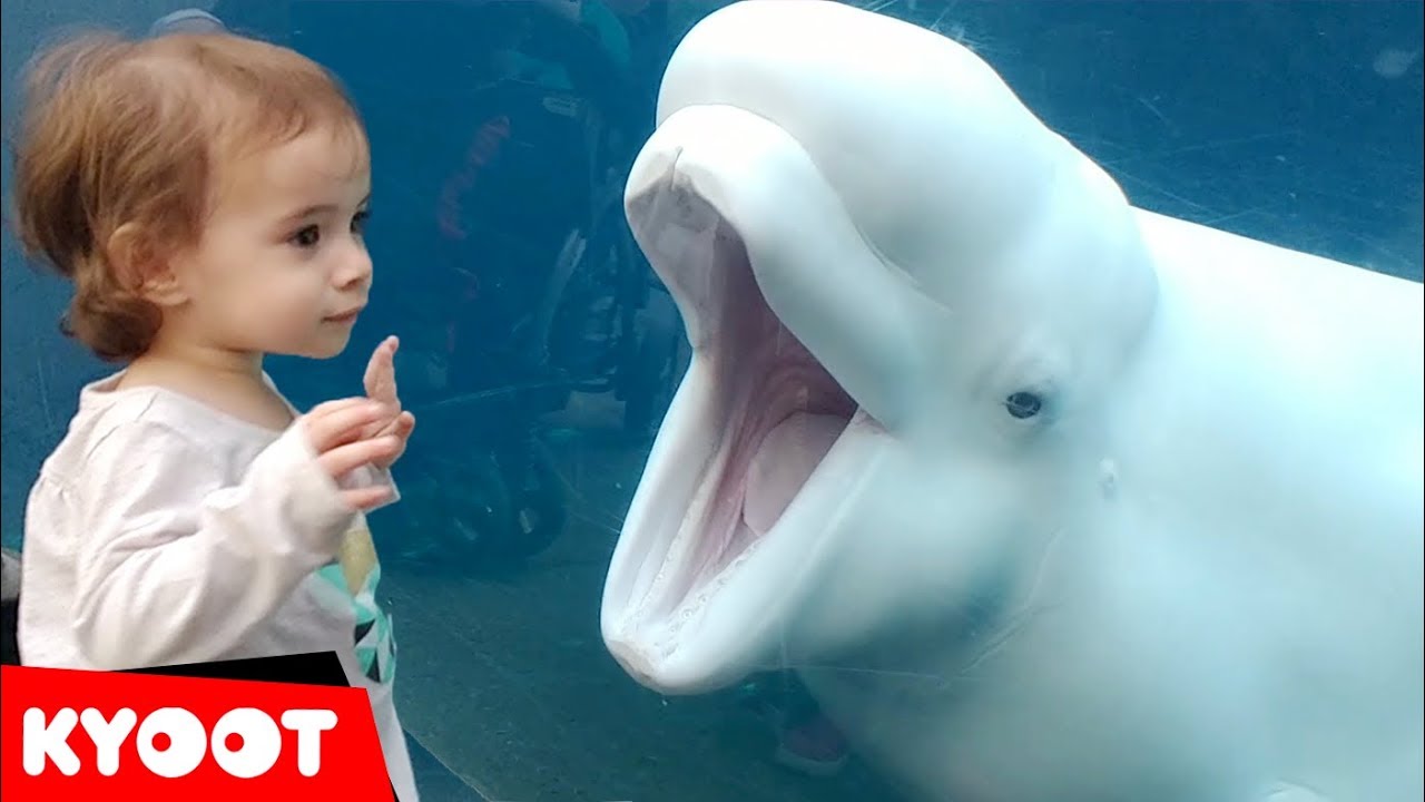 Girl SPOOKED By A Beluga Whale 🐳 Funny Kids at the Aquarium
