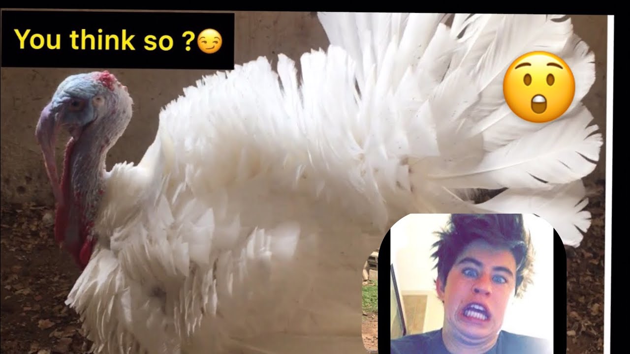 Girl tried killing a live turkey, 