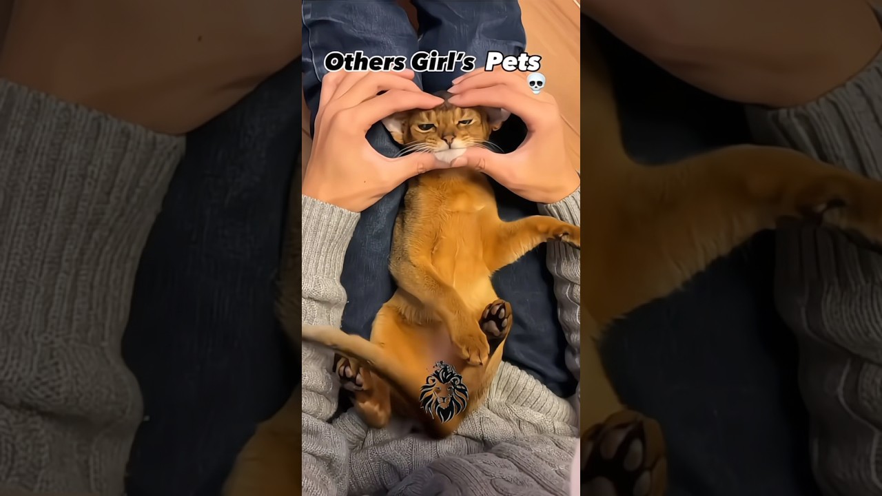 Girl’s pets🌸 vs Boy’s pets🗿| UHD+ | #shorts #animals #edit