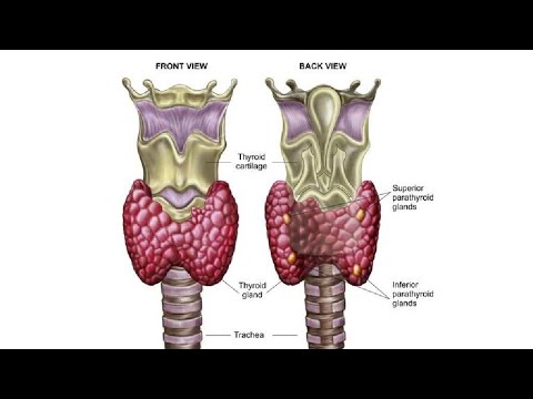 Glandula thyroidea. Qalqonsimon bez. Glandula parathyroidea. Qalqon orqa bezlari. Калконсимон без