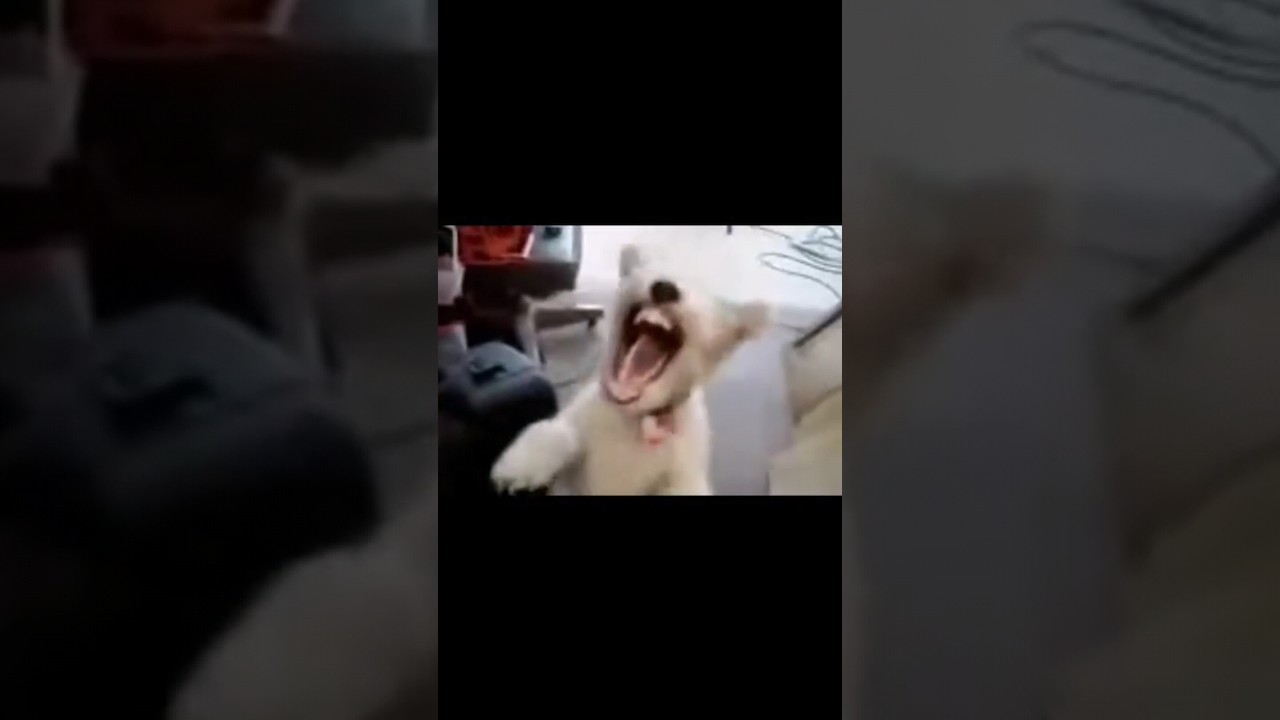 Gülen köpek