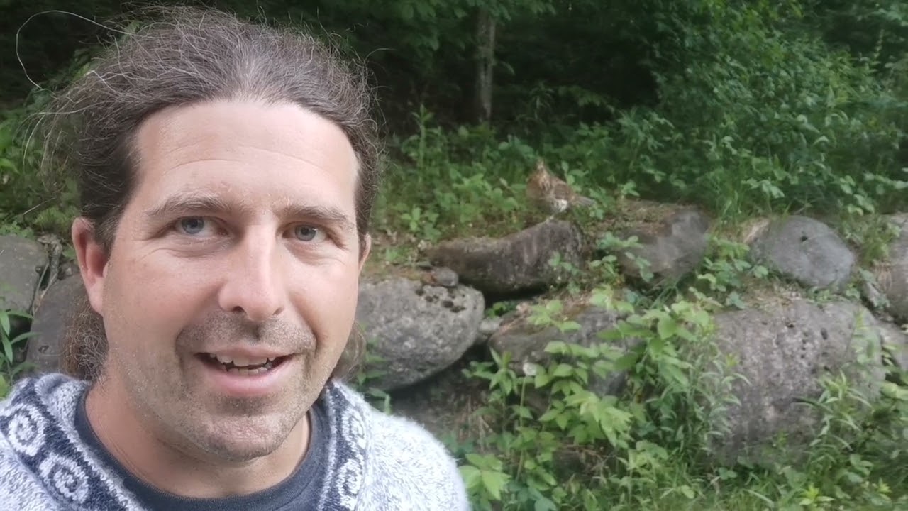 GÉLINOTTE HUPPÉE APPRIVOISÉE! Pour la deuxième année!!!
