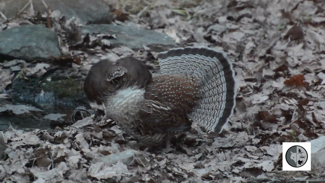 Gélinotte huppée-Impressionnante parade nuptiale/Ruffed Grouse-Impressive courtship display