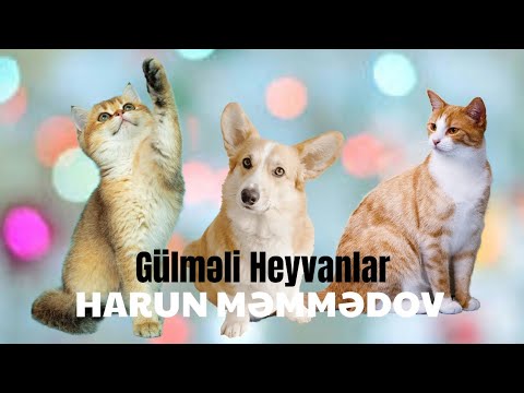 Gülməli Heyvanlar | Harun Məmmədov