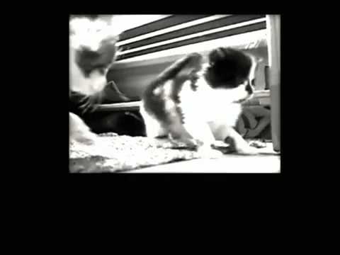 Global Unity Against Animal Crush Video