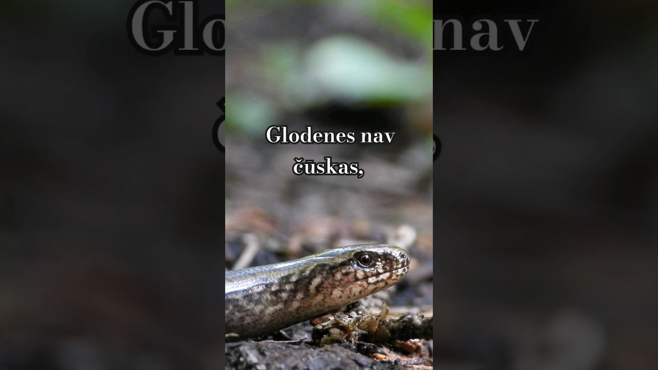 Glodene 💖 #glodene #bioloģija #bezkājuķirzaka #ķirzaka #rāpulis #Latvijasdaba #daba