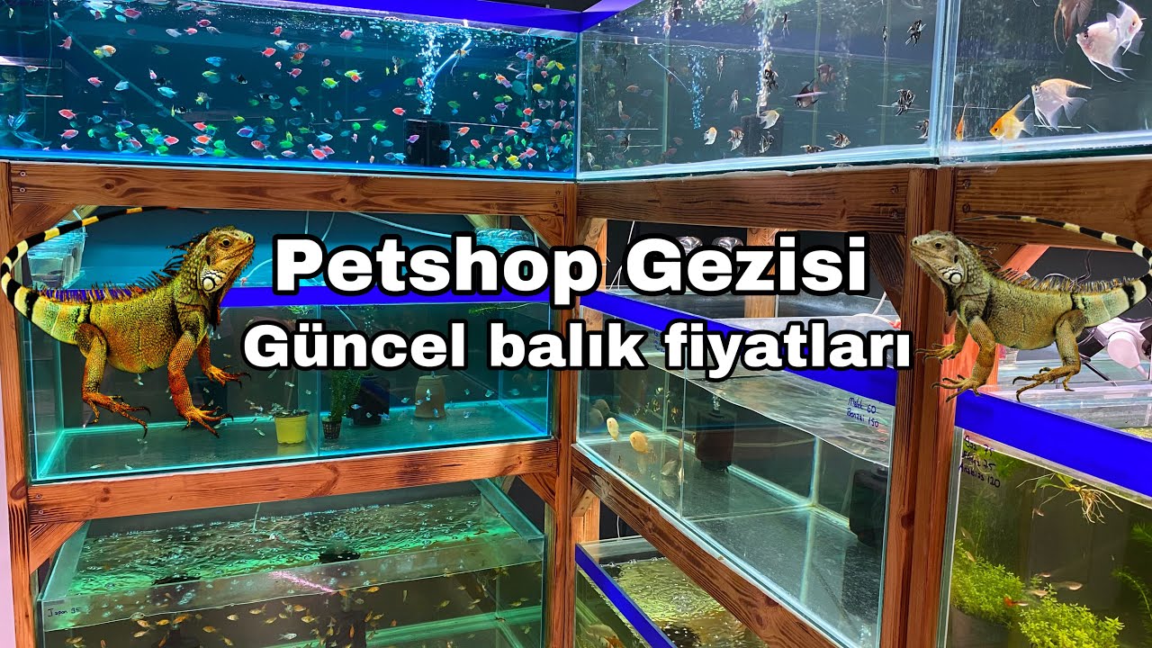 Güncel Akvaryum balığı fiyatları,İguana fiyatları,Akvaryum balık türleri ve çeşitleri