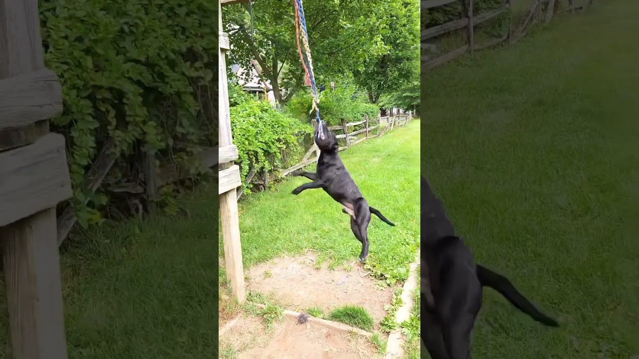 go get it..🙆 bro get crazy.😂🤯😆|#dog #staffy #crazy #viral
