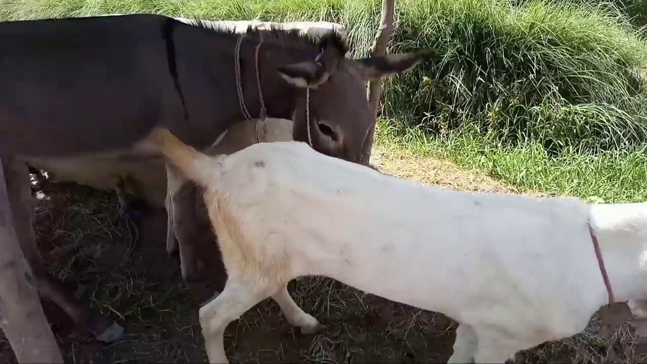 Goat and Donkey sex Mating video 😊only