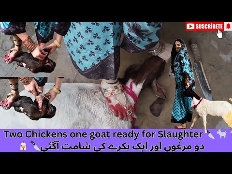 Goat and two chickens ready for Slaughter | Pre slaughter vlog